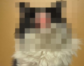 El gato más feo del mundo: sin cara