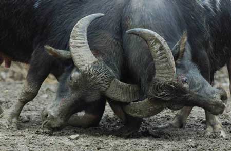 Two bulls fight furiously during the bull fighting of Yang'asha cultural festival held in Jianhe County, southwest China's Guizhou Province, Oct. 4, 2008. The festival was held here from Oct. 4 to 5.
