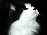 World's cutest cats