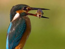 Terrified fish takes last gasp 