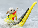 Doggies surf for love 