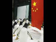 Penguins in the Dalian Sun-Asia Ocean World drilling for the 60th National Day 'mass parade' on September 25 in Dalian, Liaoning Province of China. The grand celebrations to commemorate the 60th anniversary of the founding of the People's Republic of China are set to include a military parade and mass pageant consisting of about 200,000 citizens in Tian'anmen Square on October 1.(China.org.cn / CFP)