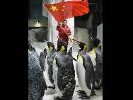 Penguins in the Dalian Sun-Asia Ocean World drilling for the 60th National Day 'mass parade' on September 25 in Dalian, Liaoning Province of China. The grand celebrations to commemorate the 60th anniversary of the founding of the People's Republic of China are set to include a military parade and mass pageant consisting of about 200,000 citizens in Tian'anmen Square on October 1.(China.org.cn / CFP)