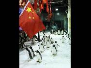 Penguins in the Dalian Sun-Asia Ocean World drilling for the 60th National Day 'mass parade' on September 25 in Dalian, Liaoning Province of China. The grand celebrations to commemorate the 60th anniversary of the founding of the People's Republic of China are set to include a military parade and mass pageant consisting of about 200,000 citizens in Tian'anmen Square on October 1.(China.org.cn / CFP)